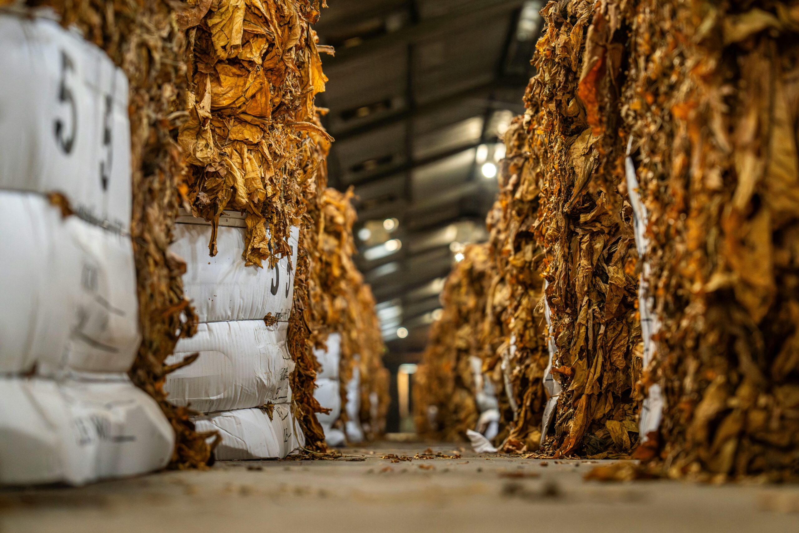 processing mamoor and sons